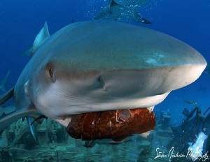 Now thats a mouthful - this image was taken off Nassau du... by Steven Anderson 